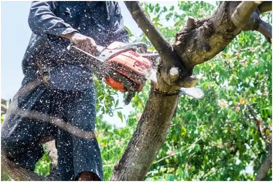 tree services Greencastle